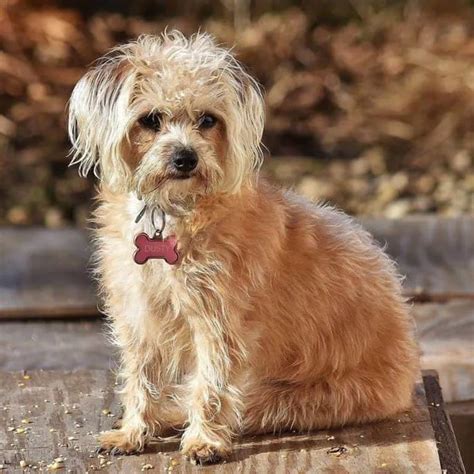 33 Yorkshire Terrier Mixes - Cool Yorkshire Terrier Cross Breeds Anyone ...