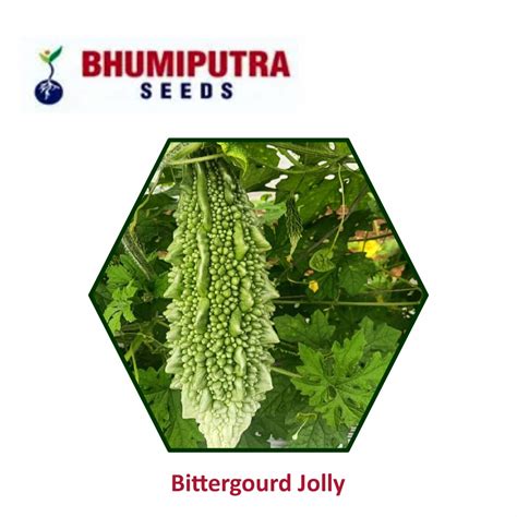 Bhumiputra Hybrid Bittergourd Jolly Seeds 50 Gm Leafconagro