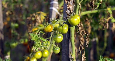 10 Common Tomato Plant Problems And How To Fix Them Farmers Almanac