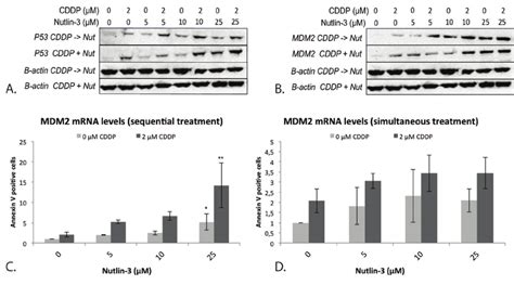 Expression Of The P53 Protein And Its Negative Regulator Mdm2 After