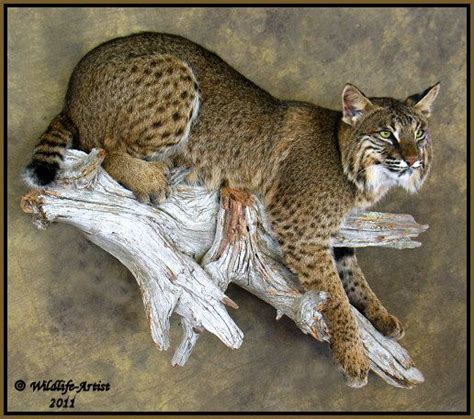 Bobcat Taxidermy New Mount Fur Hunting Cabin Lynx Fox Coyote By