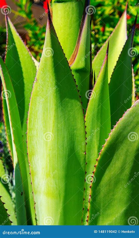 Cactus Spiky Succulent Green Plants With Spines Stock Photo Image Of