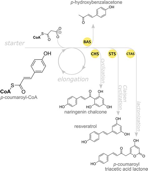 Schematic Representation Of The Possible Transformations Performed By