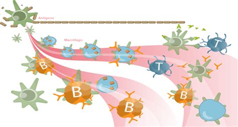 Get Sistema Inmunologico Mapa Conceptual Png Nietma Images