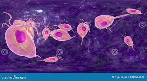 Protozoario De Los Vaginalis De Trichomonas Panorama Esf Rico De