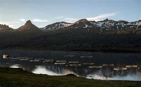 Going swimmingly: UMD researchers receive grant for sustainable salmon ...