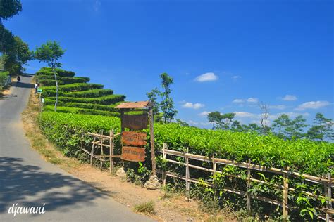 Kebun Teh Nglinggo Hamparan Hijau Di Bukit Menoreh Jogja Tour Wisata