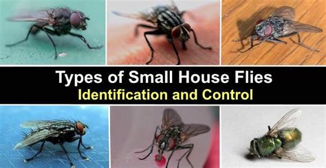 Types of Small House Flies – Identification and Control | Small house, Picture identification ...