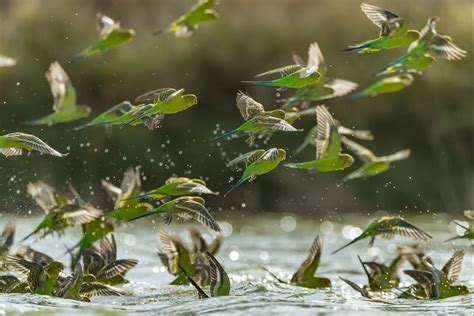 Lake Eyre Basin The Heart Of Australia — Act For Birds