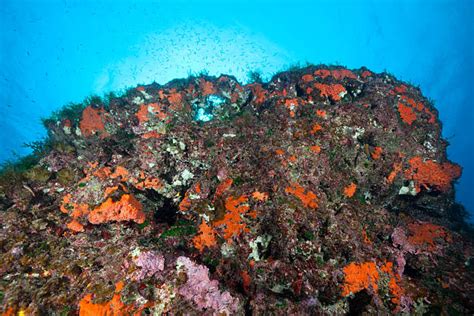 Red Algae Stock Photos Pictures And Royalty Free Images Istock