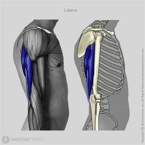 Triceps brachii | Encyclopedia | Anatomy.app | Learn anatomy | 3D models, articles, and quizzes