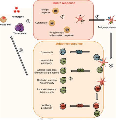 1 The Innate And Adaptive Immune Responses The Innate Immune Responses