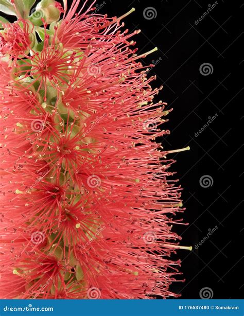 Red Bottlebrush Grevillea Flower Stock Photo Image Of Detail Close