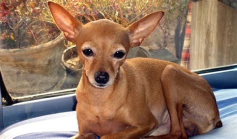 10 Things You Didnt Know About The Deer Head Chihuahua