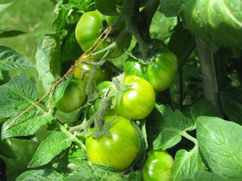 Mostly Tomato Mania Mini Micro Tomatoes