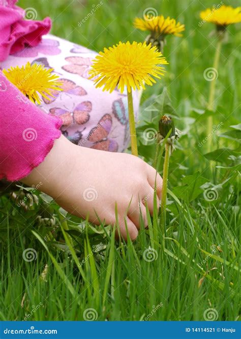 Pick flowers stock image. Image of peace, hand, blossom - 14114521