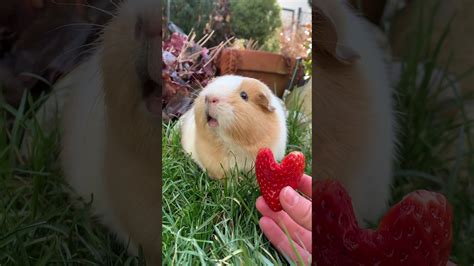 Guinea Pig Says I Love You Youtube