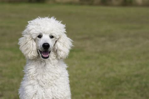 Cachorro Poodle: saiba tudo sobre a raça aqui