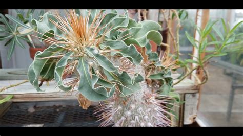 Pachypodium Namaquanum Half Man Half Human Succulent Plant Youtube