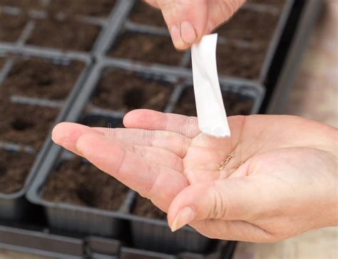 Una Mujer Que Planta Las Semillas En La Tierra En Casa Imagen De