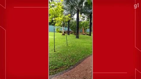 V Deo Grupo De Capivaras Flagrado Em Jardim Do Lago Norte No Df