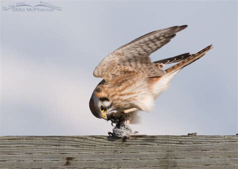 Female American Kestrel Balancing While Eating On The Wing Photography