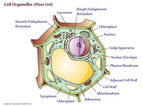 Simple Plant Cell Diagram For Class 9 Img Palmtree