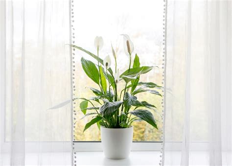 10 Calming Indoor Plants For Stress Relief – Glossy Belle