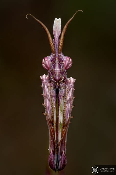 Diablotin Empusa Pennata Empusa Pennata Narcissus As Flickr