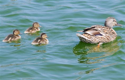 Ducks Mallard Ducks 45surf Heros Odyssey Mythology Photography