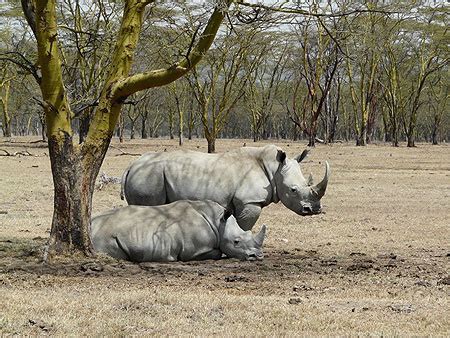 Deux paisibles rhinocéros Animaux Lac et parc national de Nakuru