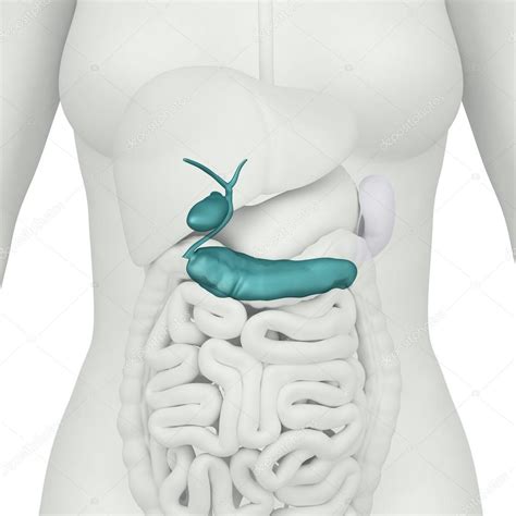 Female Biliary Tract With Abdominal Organs Anterior View Stock