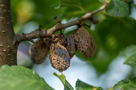 Brunatna Zgnilizna Drzew Pestkowych Monilioza Objawy Szkodliwo