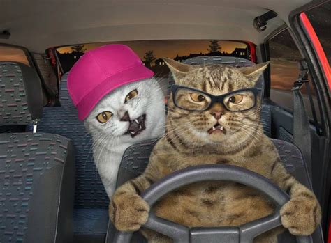 Cat driving Images - Search Images on Everypixel