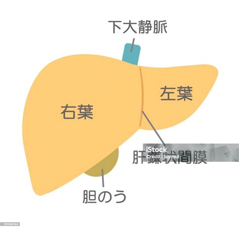 Struktur Hati Ilustrasi Stok - Unduh Gambar Sekarang - Anatomi, Diagram ...