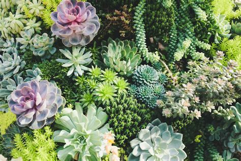 Download Free 100 + succulent aesthetic Wallpapers