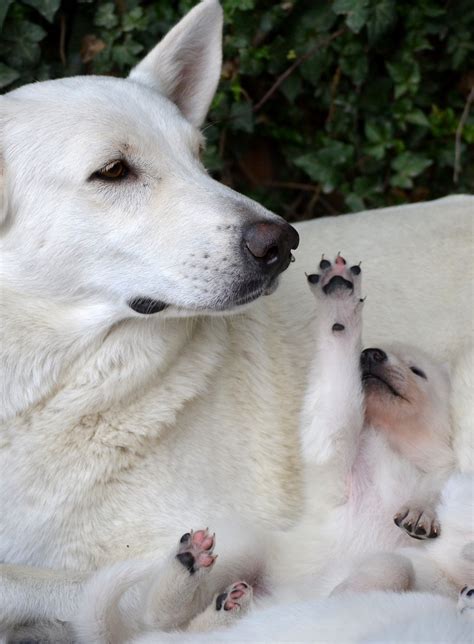 How To Prevent Mother Dog From Crushing Puppies Keep The Whelping Box