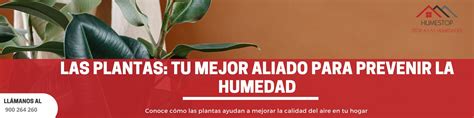 Las Plantas Tu Mejor Aliado Para Prevenir La Humedad Humestop Stop