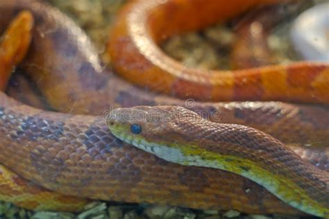 Corn Snake Stock Photo Image Of Wildlife Creature Studio