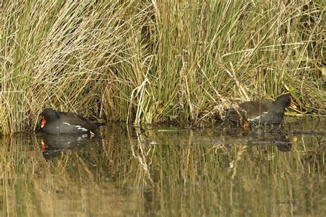 Gallinule Poule D Eau Gallinula Chloropus Common Moorhen Flickr