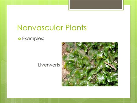 What Is A Nonvascular Plant Example - slideshare