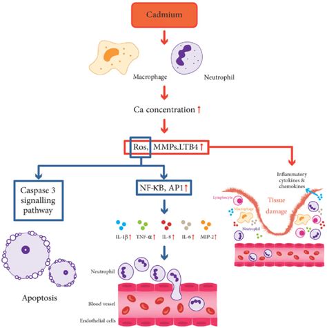 Proinflammatory And Pro Oxidative Effects Of Cadmium Exposure On