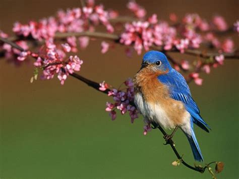 Bluebird Facts - Welcome to the Bluebird Society of Pennsylvania's Website