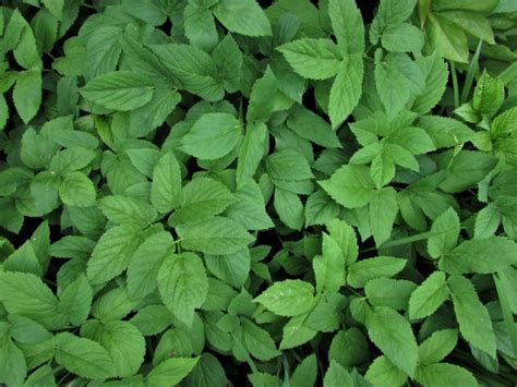 Ground Elder Goutweed Bishops Weed Aegopodium Podagraria