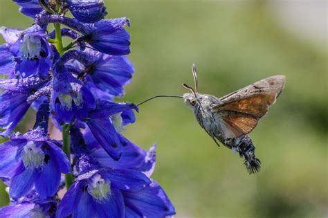 Schmetterlingen Im Garten Helfen LBV