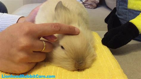 Lionhead Rabbit Gets Full Body Massage Youtube