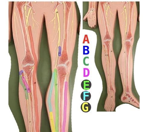Anatomi Nedre Extremiteterna Flashcards Quizlet