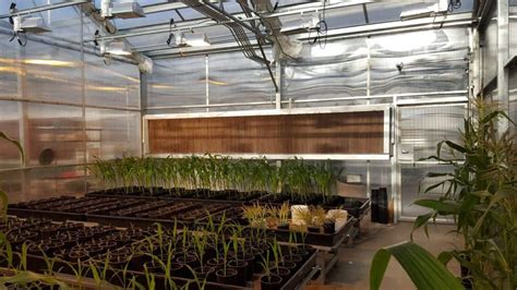 5 Tips For Greenhouse Ventilation And Cooling Greenhouse Info