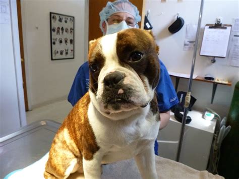 Brachycephalic Airway Syndrome in Selden, NY | Suffolk Veterinary Group ...