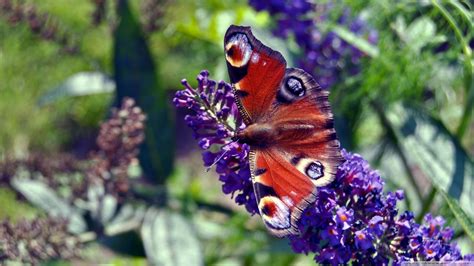 Papillon Fond d écran HD Arrière Plan 2560x1440 ID 504762